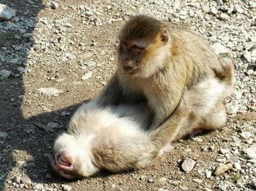 animal sex animal sex